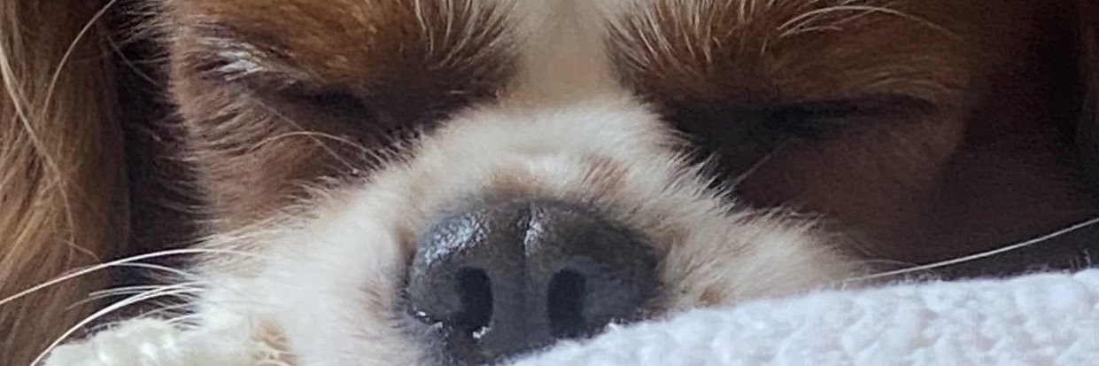 Briercollins's profile banner image