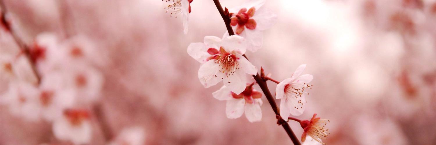 _zensayson's profile banner image