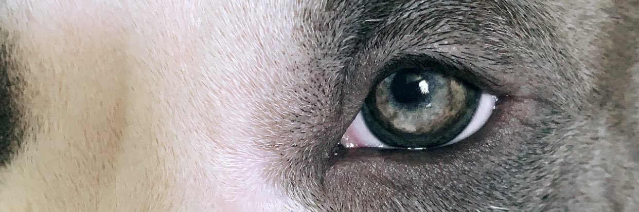 quituguaryan's profile banner image