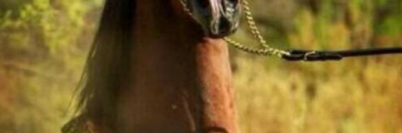 1faree1's profile banner image