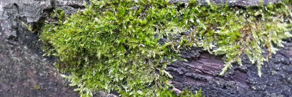 ChefNephiCraig Profile Banner