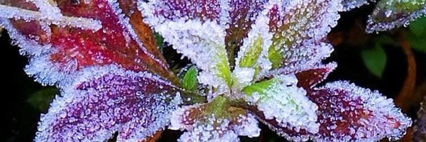 pran2844 Profile Banner