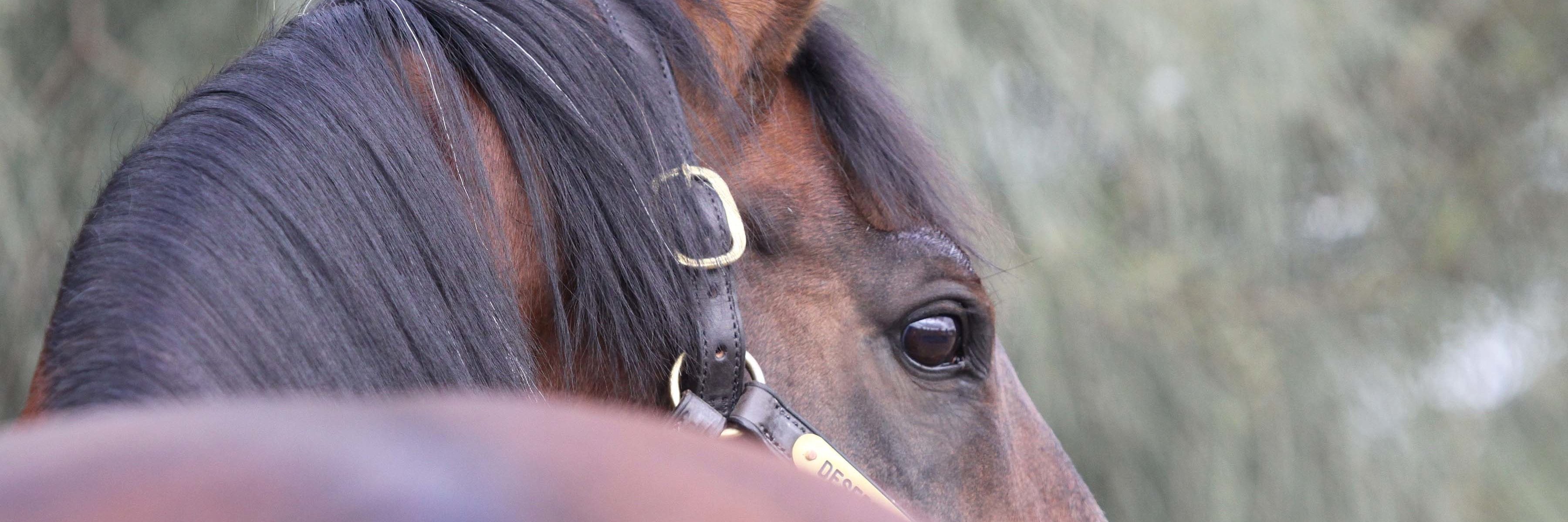 lpstallions1's profile banner image