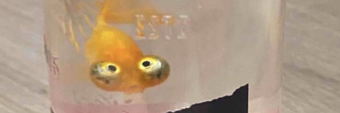 niejah banner