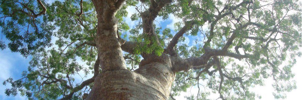 Alicia Donnellan Barraclough banner