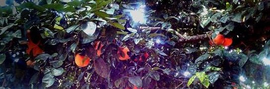 Franklin Serrano banner