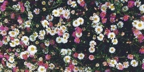 rayanneassis_'s profile banner image