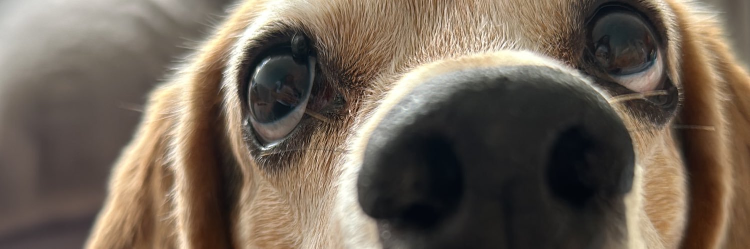 dianabistrain's profile banner image