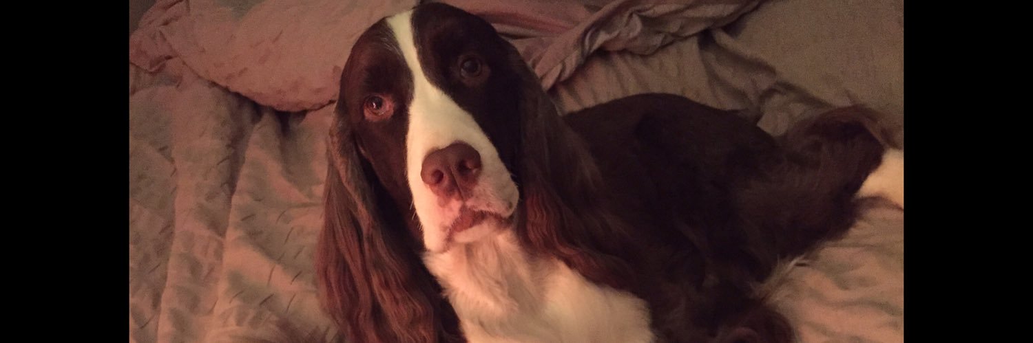 Springer Spaniel banner