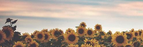 nataliaraffaela's profile banner image