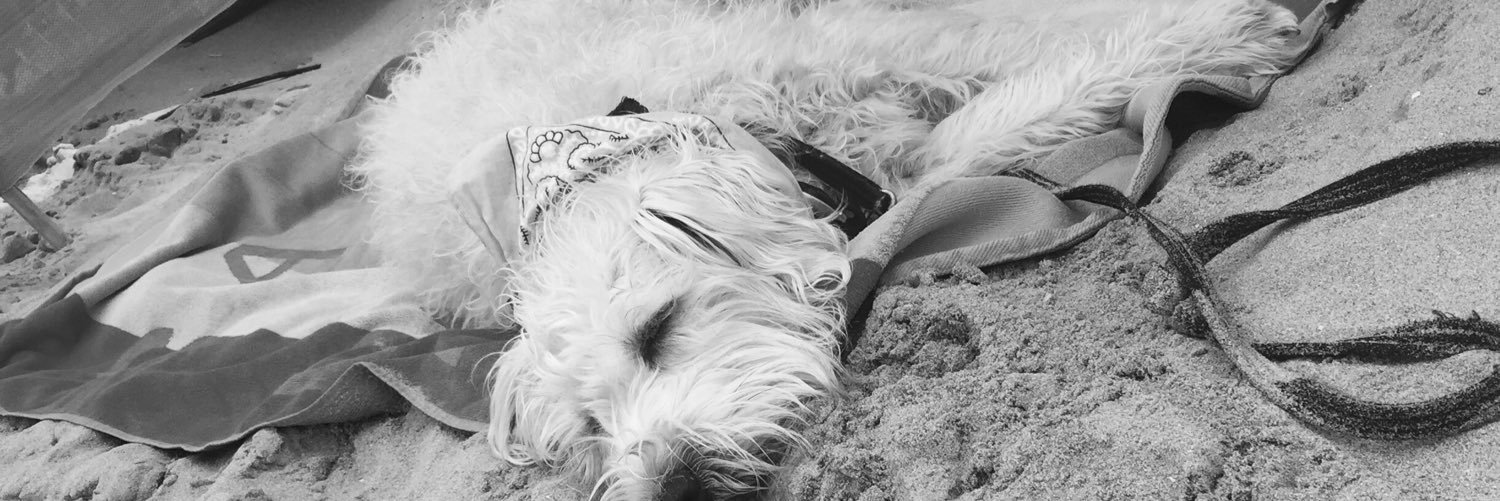 bothedog_bo's profile banner image