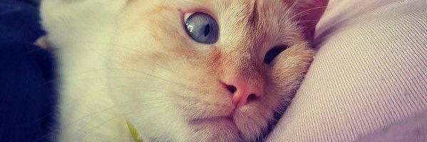 pivobell's profile banner image