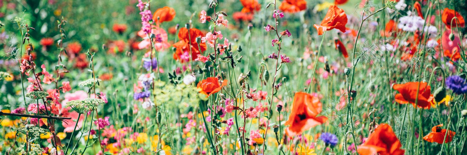 Catherine Sheridan banner