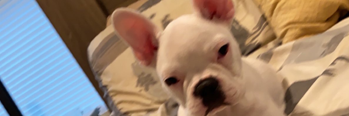 triggatrae's profile banner image
