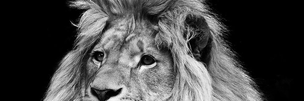 CDoddabele's profile banner image