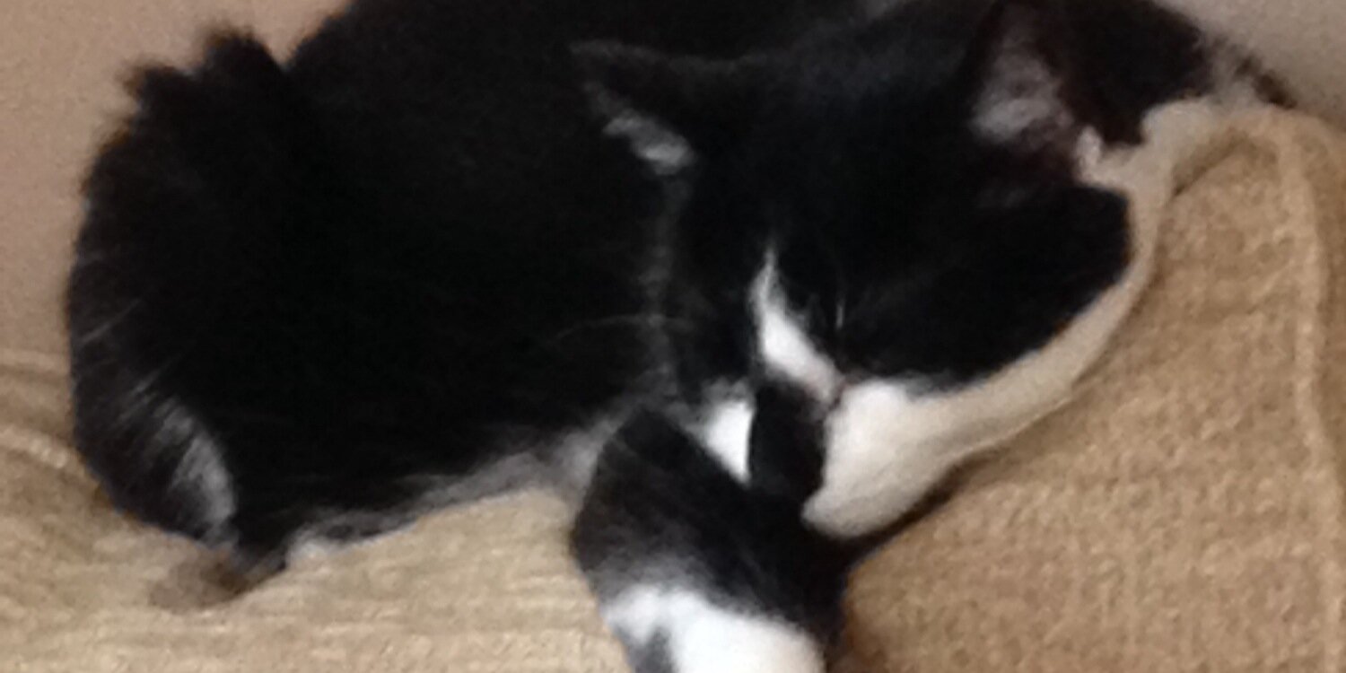 47catmum's profile banner image