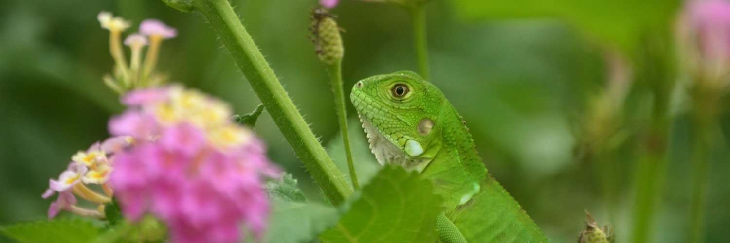 Libicni's profile banner image