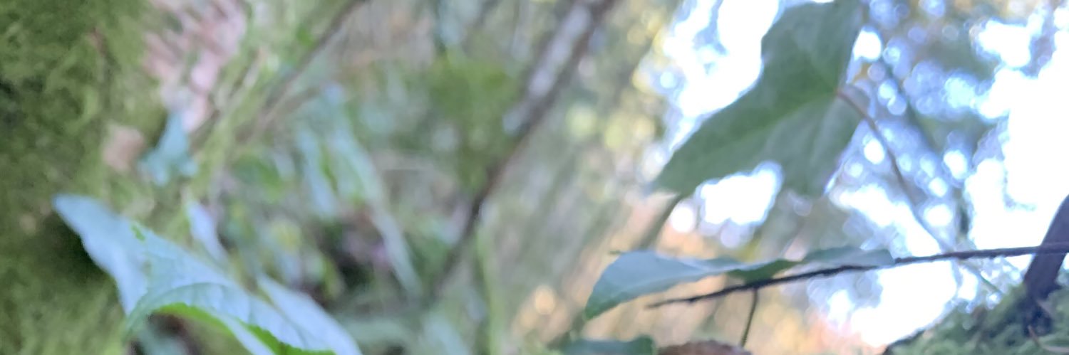 malin de silva banner