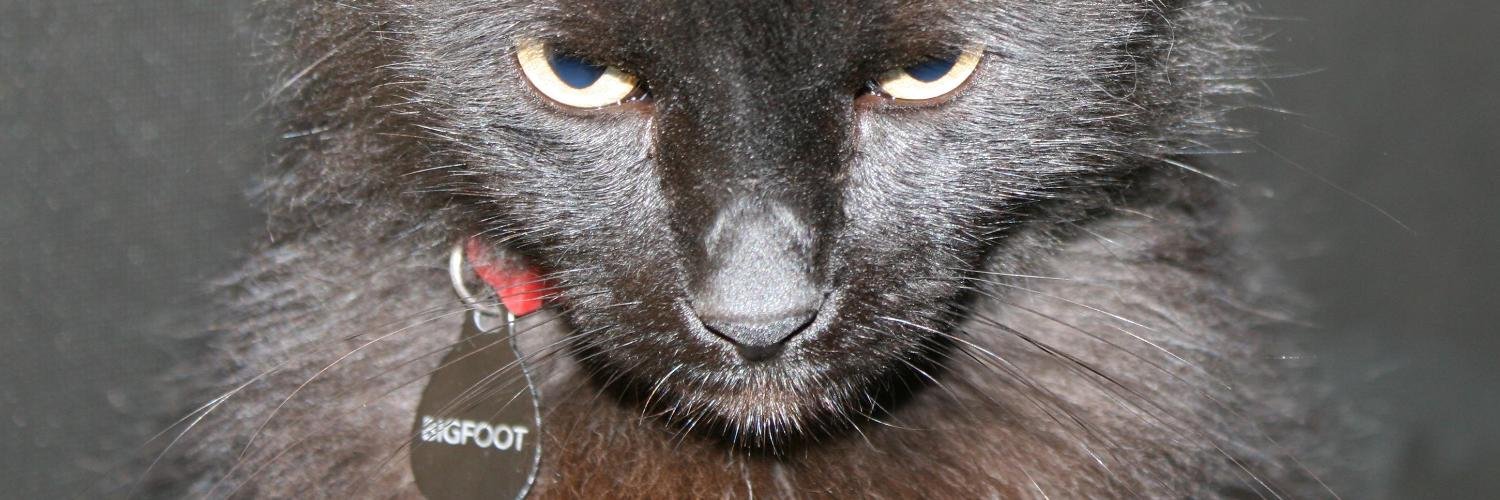 MrFoPow's profile banner image
