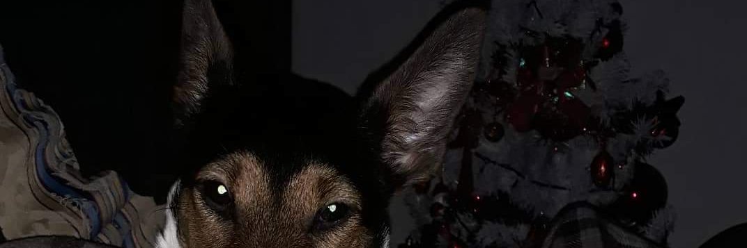 gregoriojoao1's profile banner image