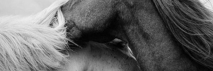 Haroon1014's profile banner image