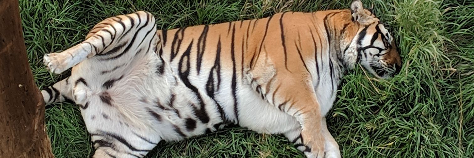 PamInTheWild's profile banner image