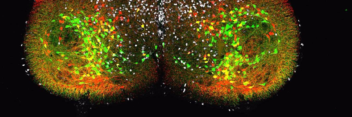 Emory Postdocs banner