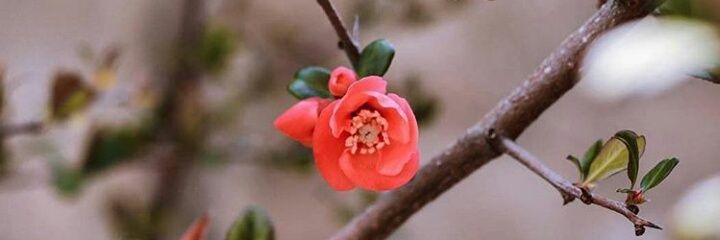 chaymae_manar's profile banner image