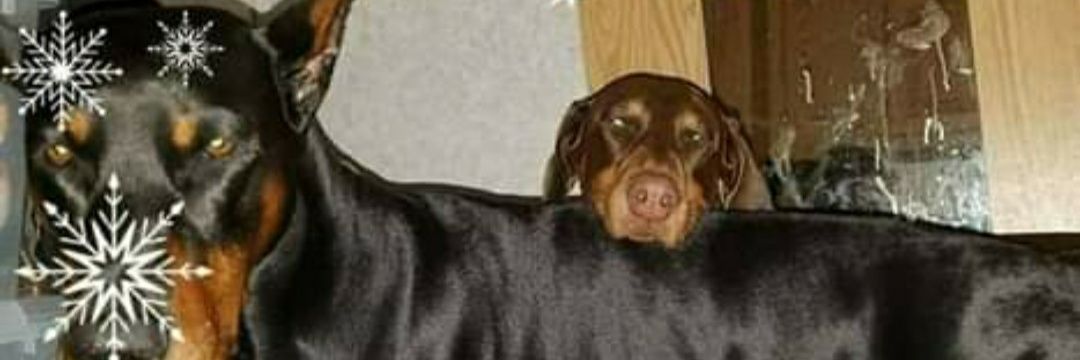 Lori Campbell banner