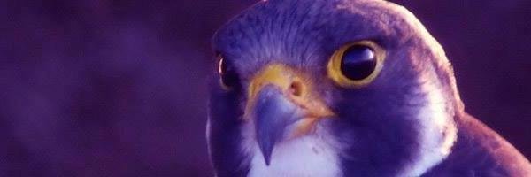 AikenFalcons Profile Banner