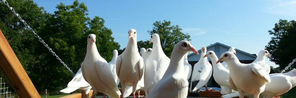 stldoves's profile banner image