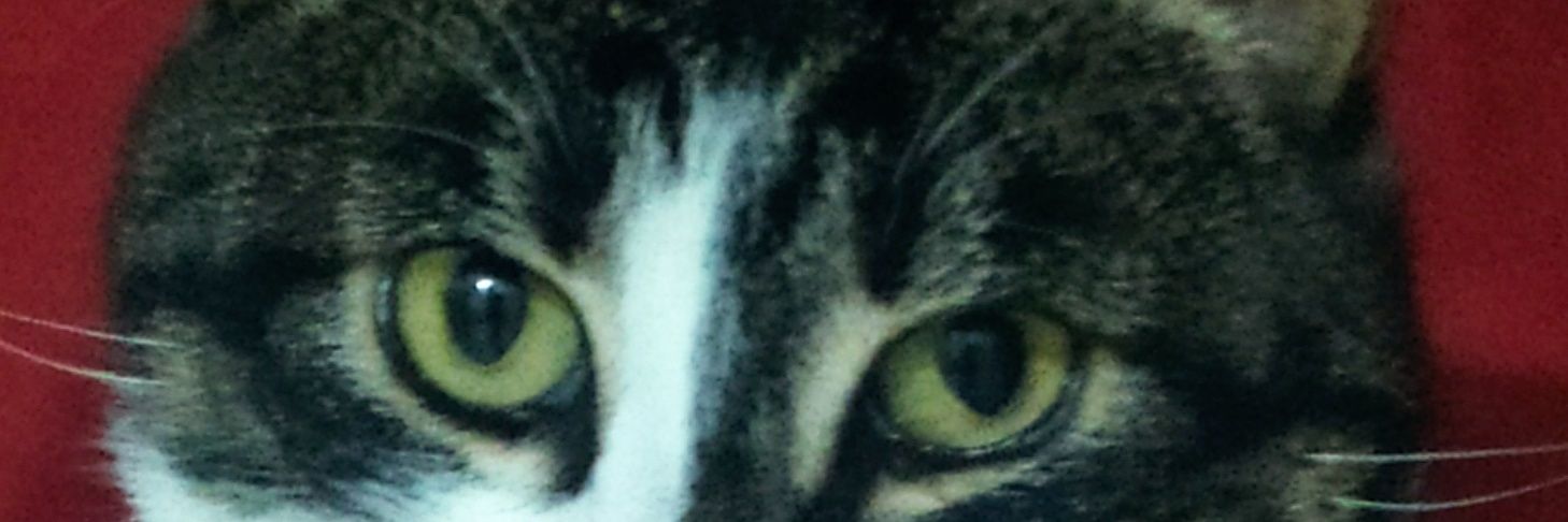 mine özgenler banner