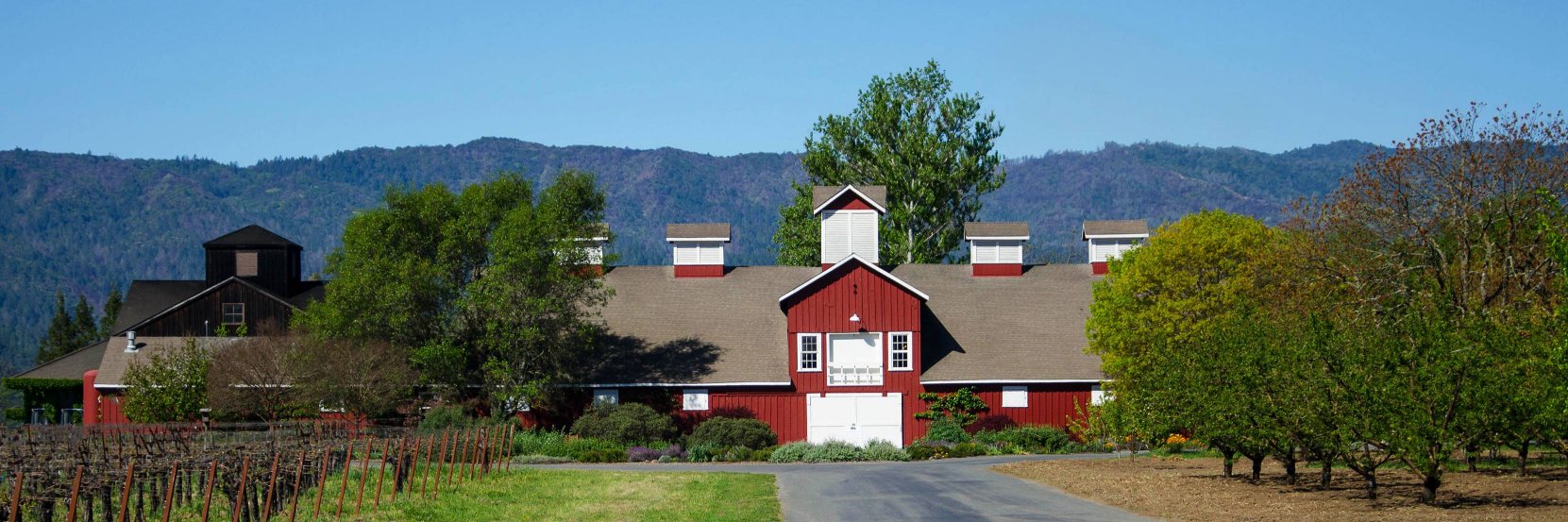 Frog's Leap Winery banner