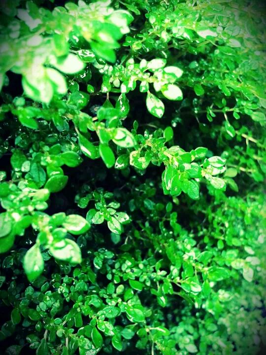 capungsablon's profile banner image