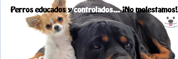 Perros_Buenos's profile banner image
