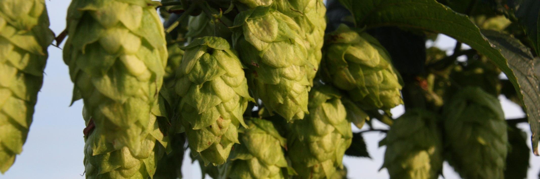 Sunny Brae Hops banner