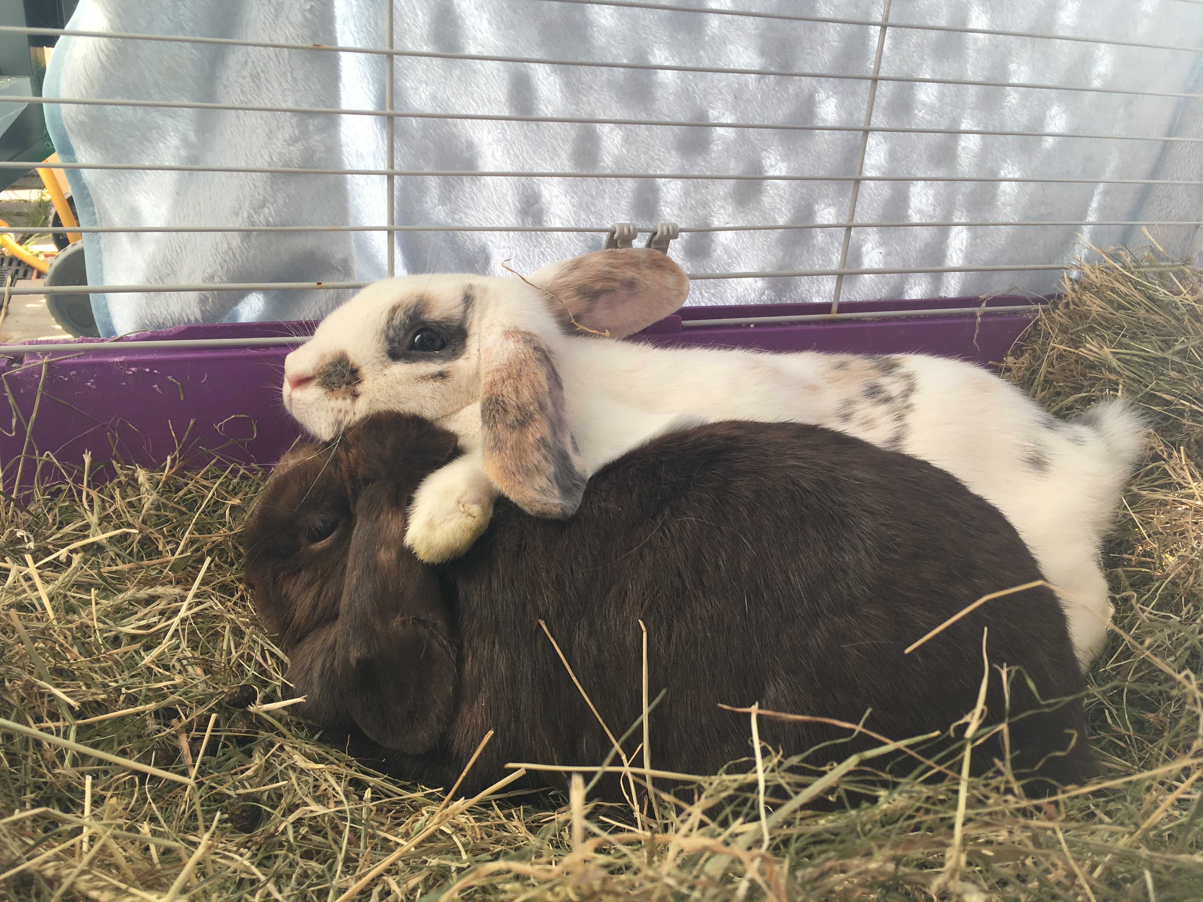 RabbitRescueNW's profile banner image