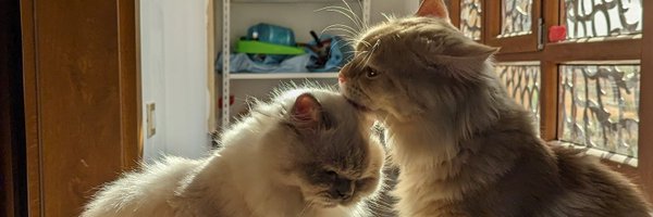 ImThatNinja_ Profile Banner