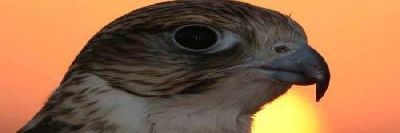 alrowiley's profile banner image