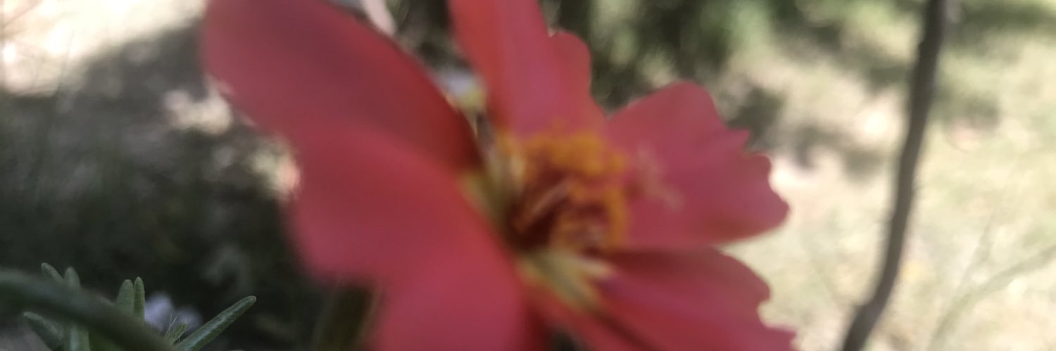 sohaibrashidaf's profile banner image