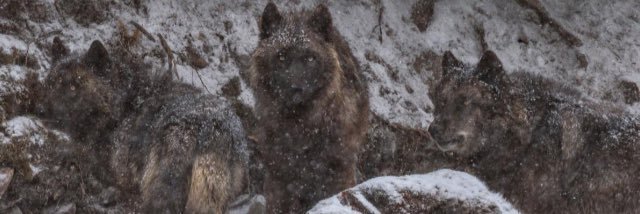 Tartuff0's profile banner image