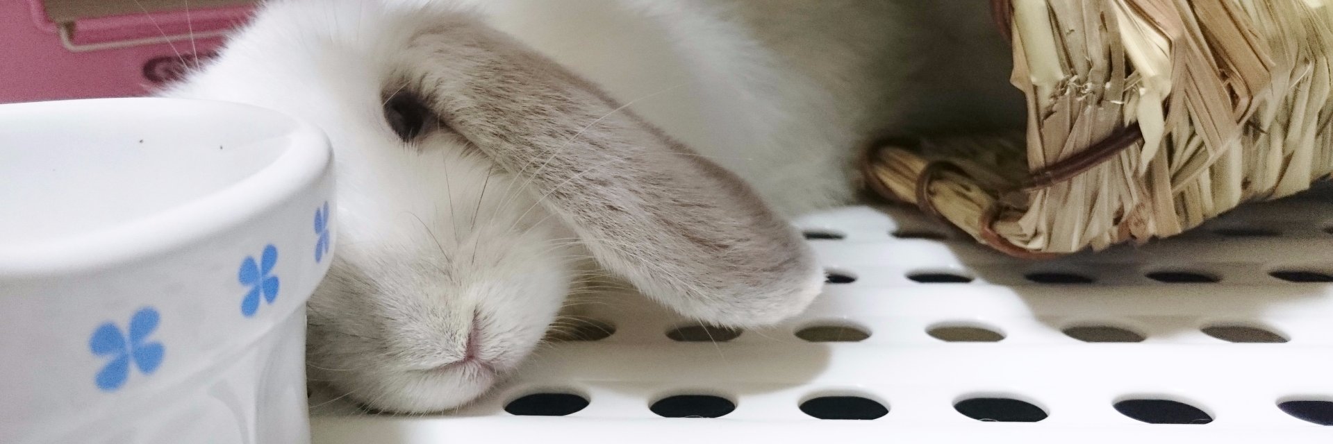 rabbit_rabito's profile banner image