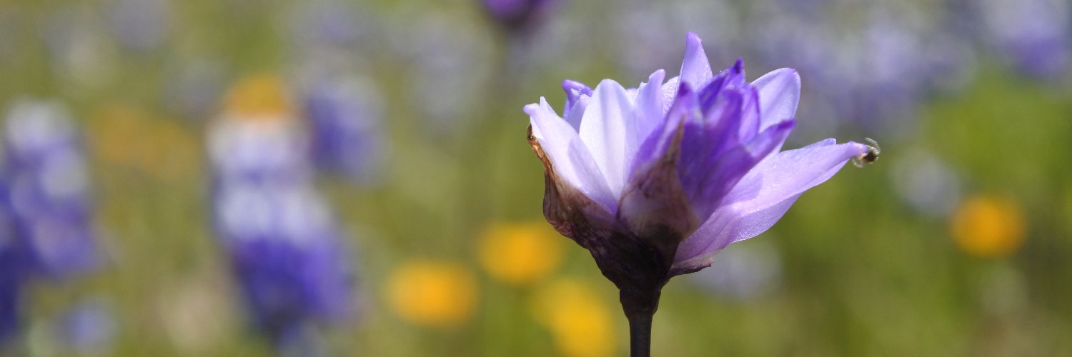 mjgreenmountain's profile banner image