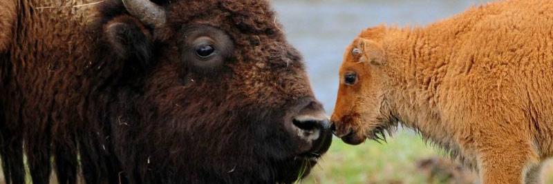 Buffalo Field Campaign banner