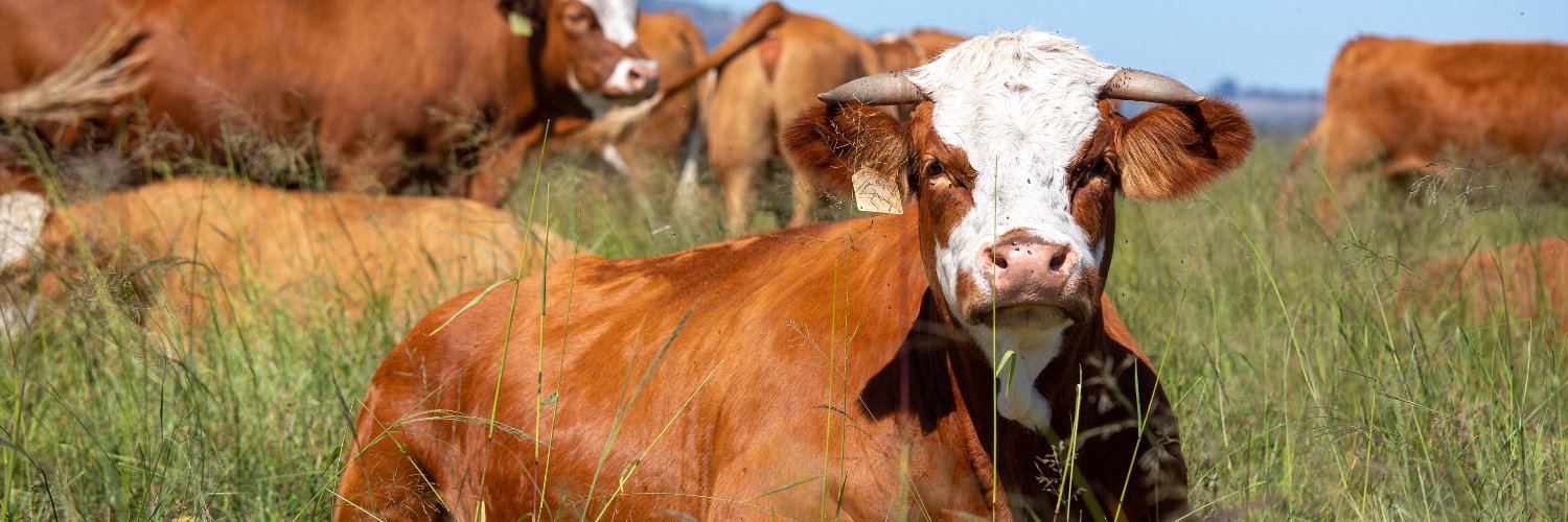 FOUR PAWS South Africa banner