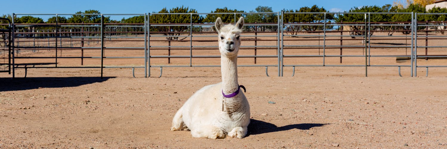 QueSeraAlpacas's profile banner image
