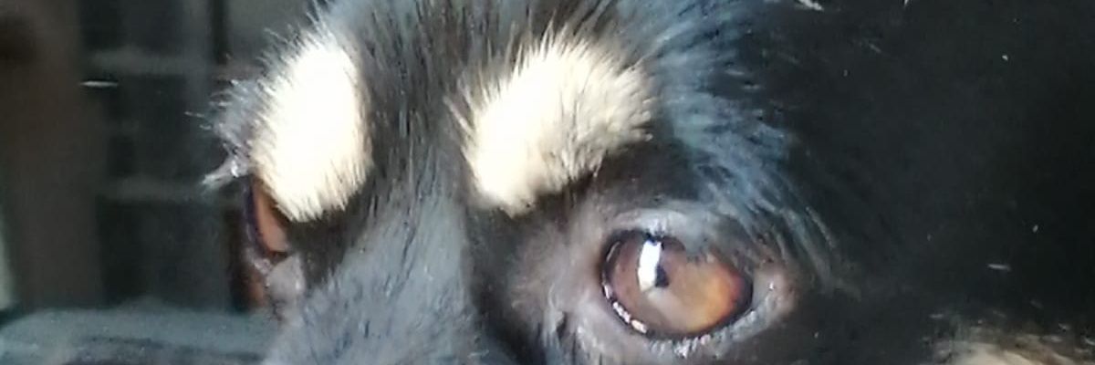 pirsinia's profile banner image