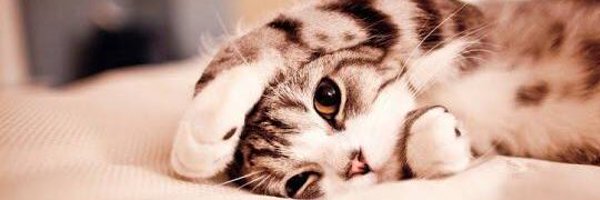 AllybearVM Profile Banner