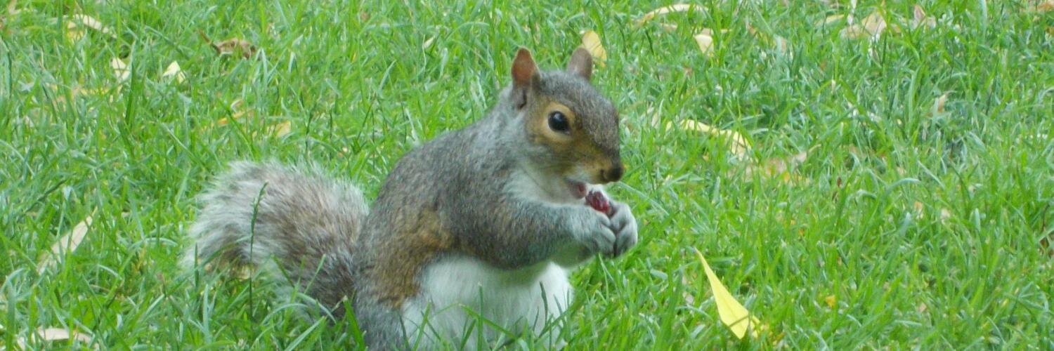 Pierre-Yves Crochet banner