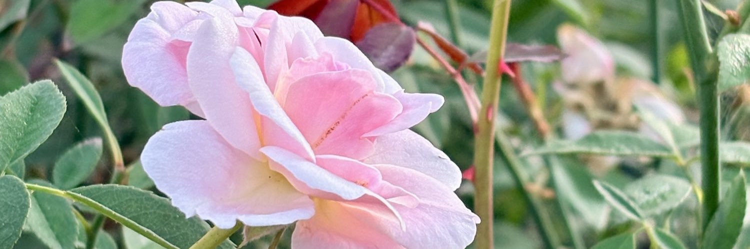 rameshswami97's profile banner image